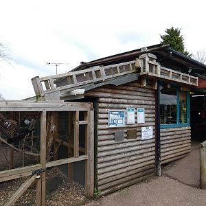 Common Marmoset Exhibit
