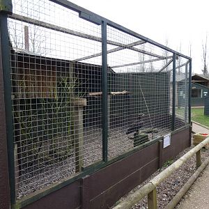 Steppe Eagle Aviary