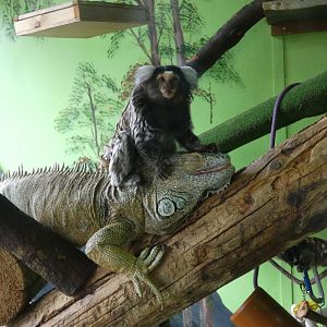 Common Marmoset and Green Iguana