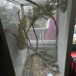 African Pygmy Dormouse Enclosure