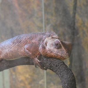 Oriental Garden Lizard