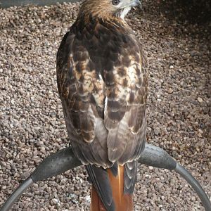 Red-tail Hawk