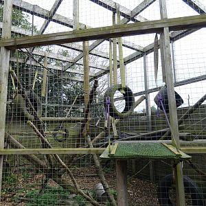 Black-and-White Ruffed Lemur Enclosure