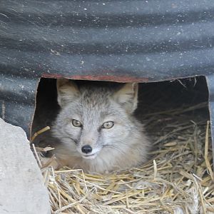 Corsac fox
