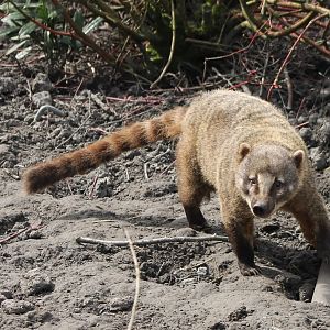 Ring-tailed coati