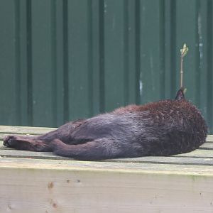 Jungle cat .... sleeping :(