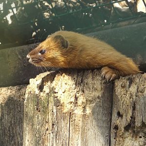 Siberian Weasel (Mustela sibirica) at Zoopark Chomutov - 22 June 2017