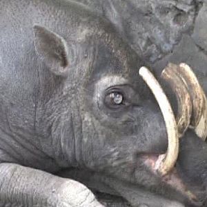 Babirusa male