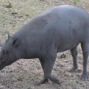 Babirusa female