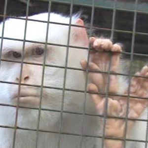 Albino crab-eating macaque