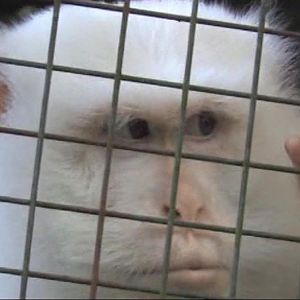 Albino crab-eating macaque 2