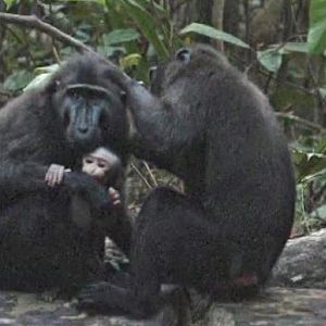 Crested macaques preening