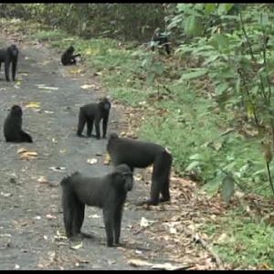 Crested macaques in forest