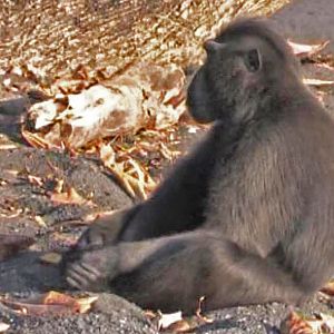 Crested macaque on beach