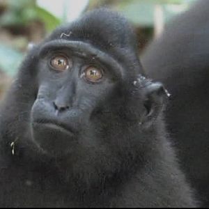 Juv. crested macaque