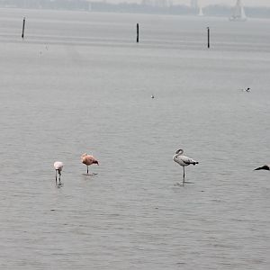 Flamingo's