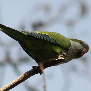 Monk parakeet