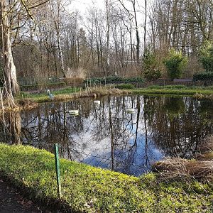 Red-eared slider-pond