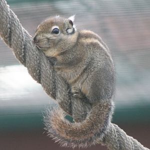Swinhoe's striped squirrel