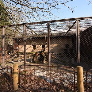 Sri lanka leopard - outdoors