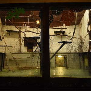 Monkey house - Gibbon indoors