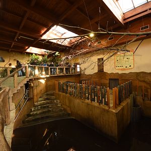 Tanganyika house - Hippo indoors