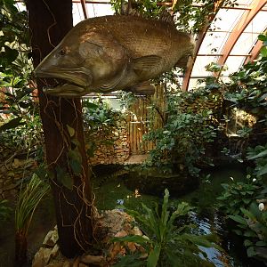 Tanganyika house - Crocodile enclosure