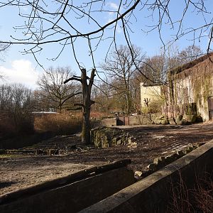 Tanganyika house - Red river hog outdoors