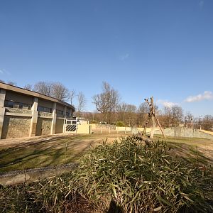 Elephant outdoors - Bull enclosure