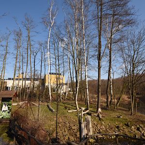 Evolution house - Diana monkey outdoors