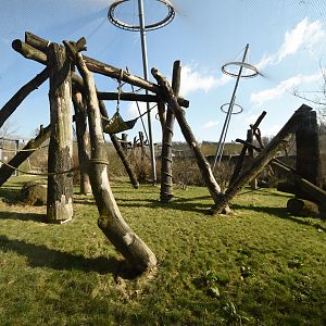 Evolution house - Chimpanzee outdoors