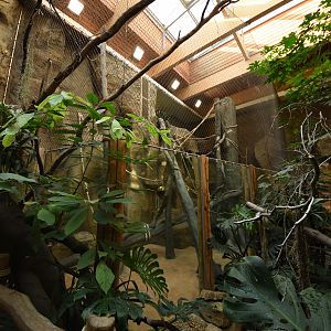 Evolution house - Chimpanzee indoors