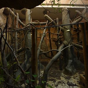 Evolution house - Diana monkey indoors