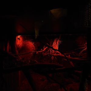 Evolution house - Western tree hyraxes