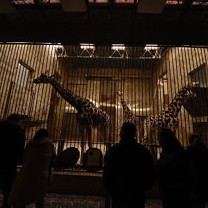 Savanna house - Giraffe indoors