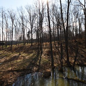 Chitwan - Asian black bear & Hanuman langur