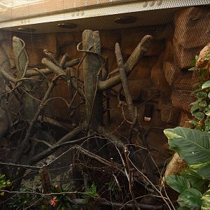 Evolution house - Diana monkey indoors