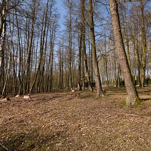 Vietnam sika deer enclosure