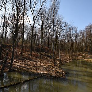 Chitwan - Asian black bear & Hanuman langur