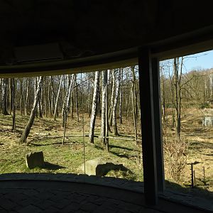 Chitwan - Asian black bear & Hanuman langur