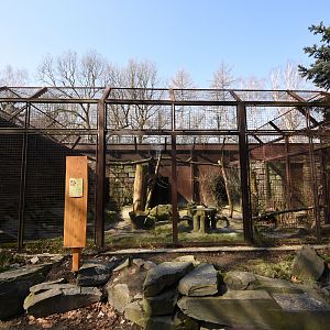 Jaguarundi enclosure