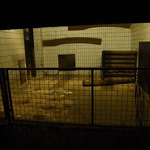 Tanganyika house - Red river hog indoors