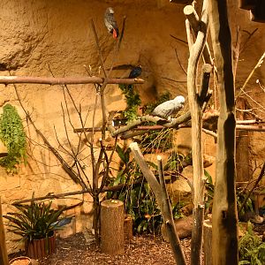 Evolution house - Aviary