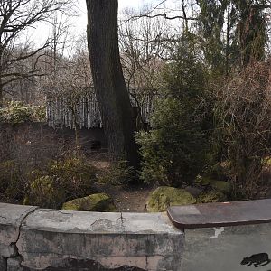 Raccoon dog enclosure