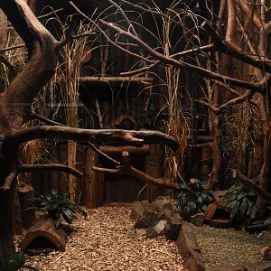 Cat house - Rusty-spotted cat