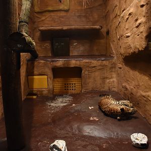 Cat house - Sri Lankan leopard