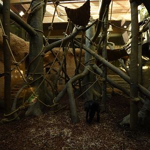 Evolution house - Chimpanzee indoors