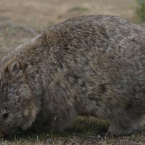 Tasmanian Wombat (Vombatus ursinus tasmaniensis)