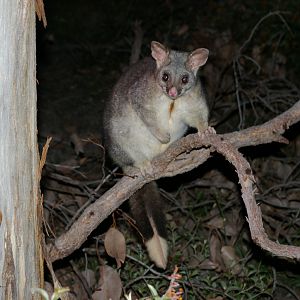 Western Brush-tailed Possum (Trichosurus vulpecula hypoleucus)