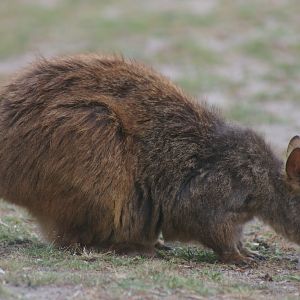 Red-bellied Pademelon (Thylogale billardierii)